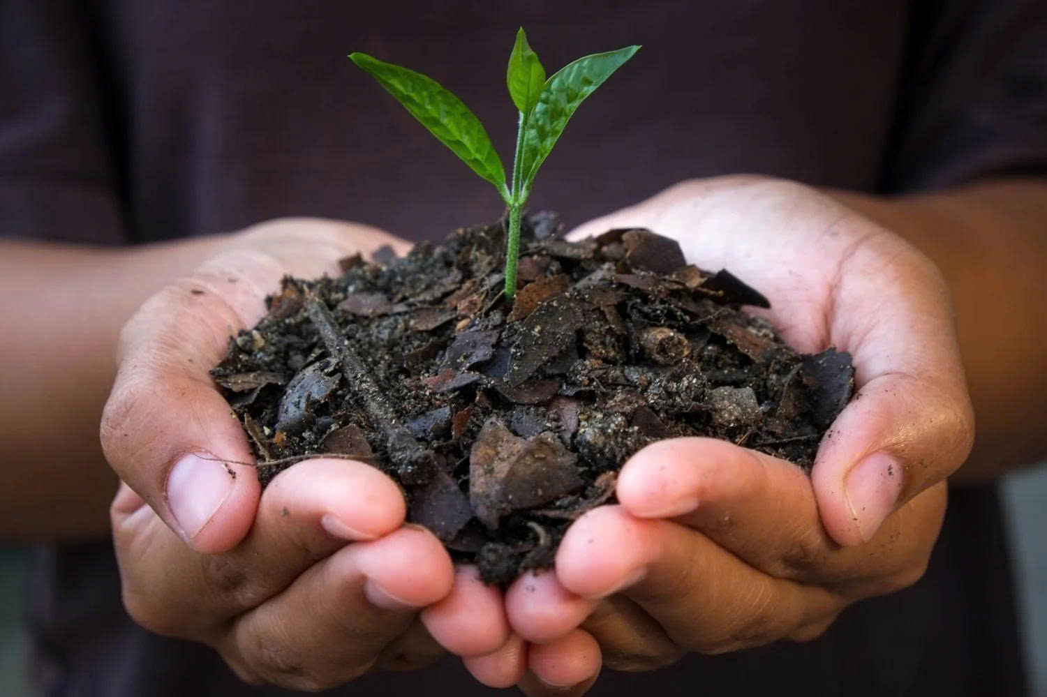 Biochar Khác Gì So Với Than Củi? Góc Nhìn Thực Tế Từ Ngành Sinh Khối Và Nông Nghiệp Việt Nam